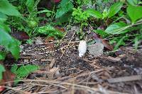 Coprinus comatus image