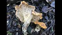 Cantharellus californicus image