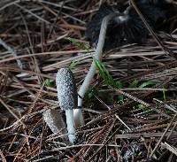 Coprinopsis lagopus image