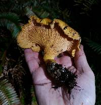 Cantharellus californicus image