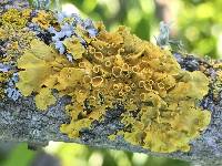 Xanthoria parietina var. parietina image