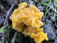 Tremella aurantia image