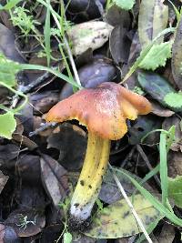 Hygrocybe singeri image