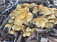 Hypholoma fasciculare image