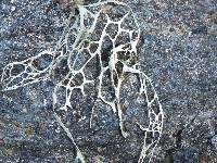 Ramalina menziesii image