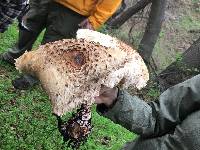 Chlorophyllum rhacodes image