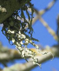 Ramalina leptocarpha image