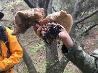 Chlorophyllum rhacodes image