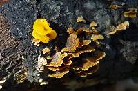 Tremella aurantia image