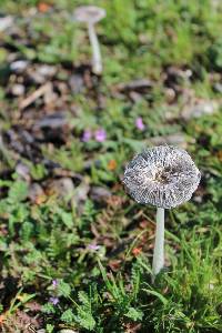 Coprinopsis lagopus image