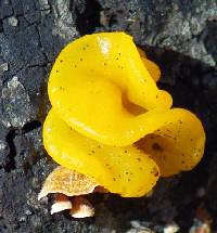 Tremella aurantia image