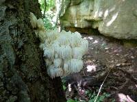 Hericium americanum image