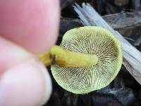 Hypholoma fasciculare image