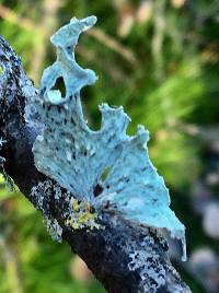 Ramalina canariensis image