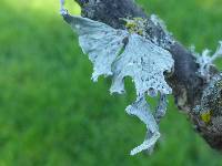 Ramalina canariensis image