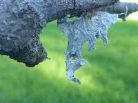 Ramalina canariensis image