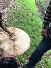 Chlorophyllum rhacodes image