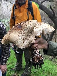 Chlorophyllum rhacodes image