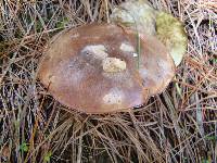 Suillus luteus image