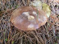 Suillus luteus image