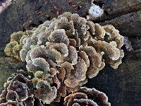 Trametes versicolor image