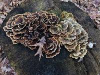 Trametes versicolor image