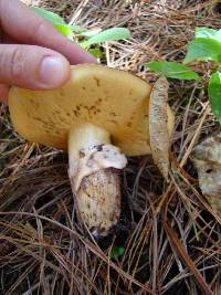 Suillus luteus image