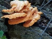 Laetiporus sulphureus image