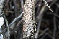 Nectria cinnabarina image