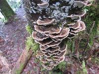 Trametes versicolor image