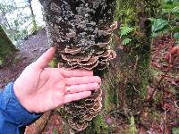 Trametes versicolor image