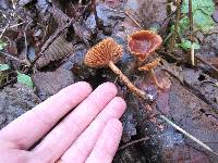 Tubaria furfuracea image