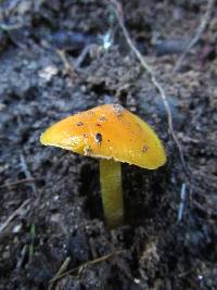 Hygrocybe chlorophana image