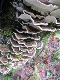 Trametes versicolor image