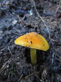 Hygrocybe chlorophana image