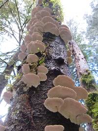 Trametes versicolor image