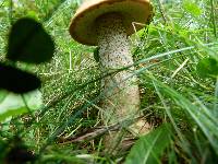 Leccinum scabrum image