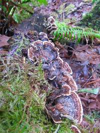 Trametes versicolor image