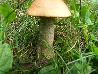 Leccinum scabrum image