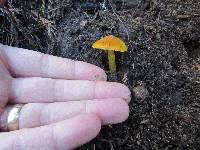 Hygrocybe chlorophana image