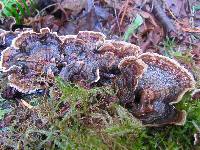 Trametes versicolor image