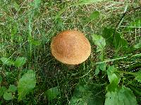 Leccinum scabrum image