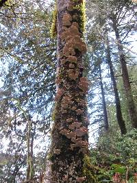 Trametes versicolor image