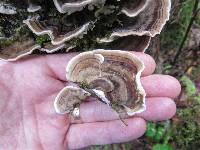 Trametes versicolor image