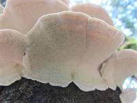 Trametes versicolor image