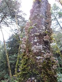 Trametes versicolor image