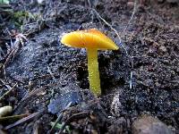 Hygrocybe chlorophana image