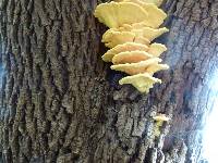 Laetiporus sulphureus image