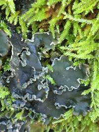 Peltigera collina image