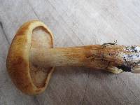 Gymnopilus sapineus image